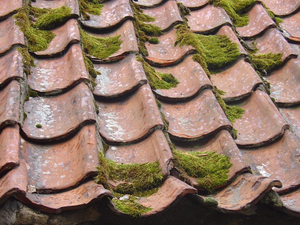 Moss in the roof